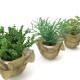 Plants in a pots - 3DOcean Item for Sale
