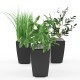 Plants onion, spinach and bay leaf in pot - 3DOcean Item for Sale