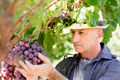 Man standing in vineyard - PhotoDune Item for Sale