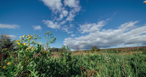 Clouds Over the Green Field