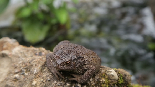 Toad Basking On The Rock