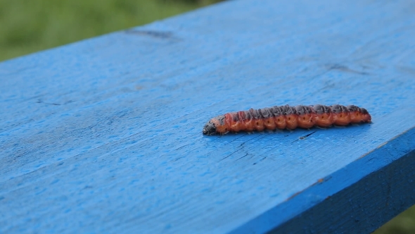 Red Caterpillar On Wooden Bench