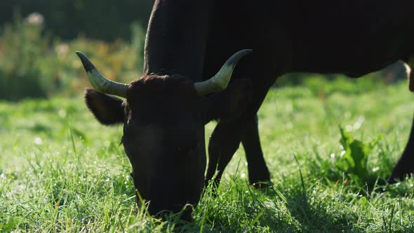 Black Cow Chowing Green Grass at Mountain Valley