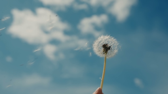 Girl Blowing On a Dandelion On a Sky Background