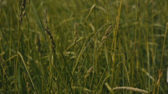 Hand Of a Young Woman Touching a Grass