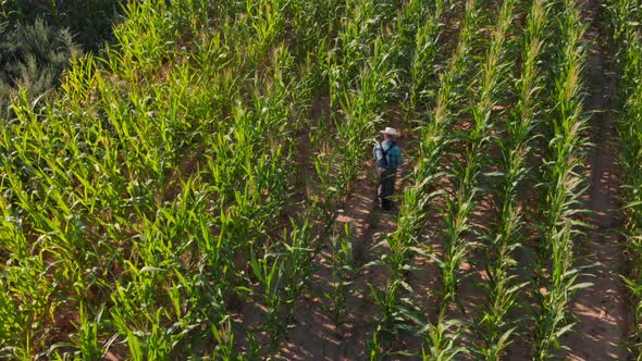 Farmer Walking Through Cornfield Holding Gadget Tablet Top View