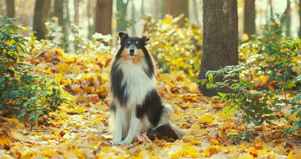 Tricolor Rough Collie Funny Scottish Collie Longhaired Collie English Collie Lassie Dog Outdoors In