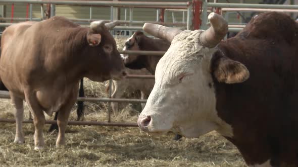 Close up of rodeo bulls in pen.