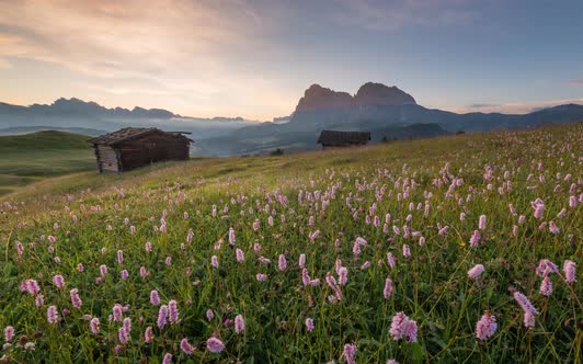 Flowers in the mountains