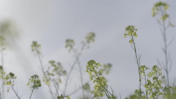 Wildflowers in the Meadow Against the Sky Close Up