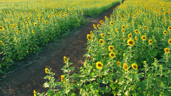 4K Flying over a field with sunflowers. View from a drone