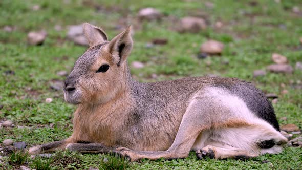Full body closeup of a Patagonian mara resting among grass and stones.