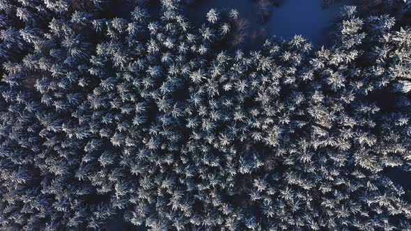 Cinematic Aerial View of a Cold Snowcovered Forest at the Top of a Hill