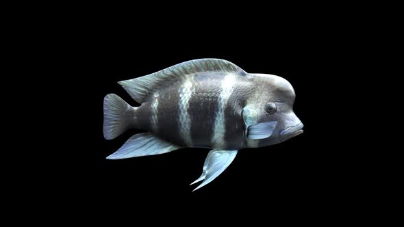 Frontosa Fish - Cichlids alt