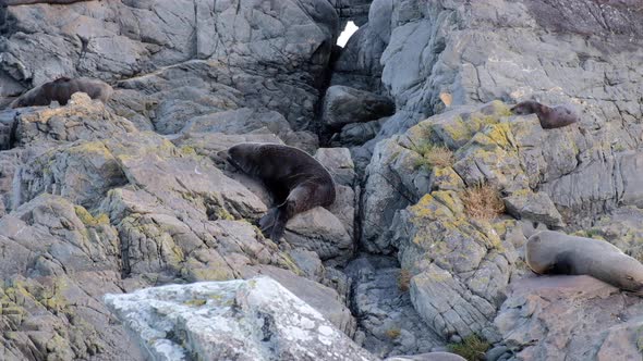 Colony of New Zealand fur seals on the rocks, sleeping, relaxing and scratching at Red Rocks on the