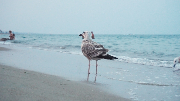 Seagulls At The Sea Coastline Beach