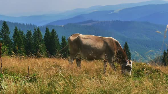 Cow on Pasture in the Mountains