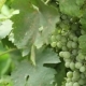 Green Grapes On The Vine Sway - VideoHive Item for Sale