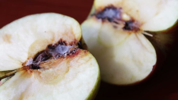 Worm Crawls Out Of The Tainted Apple