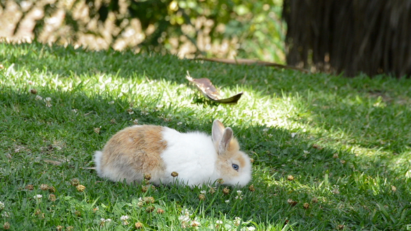 Little Rabbit in Grass