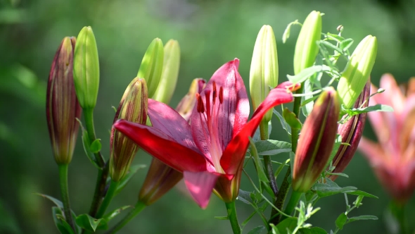 Large Pink Lily Overgrown With Weeds in Flowerbed