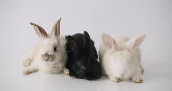 Three Beautiful Bunnies On a White Background Posing at Camera