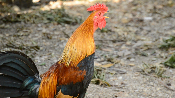 Singing Rooster with Red Crest