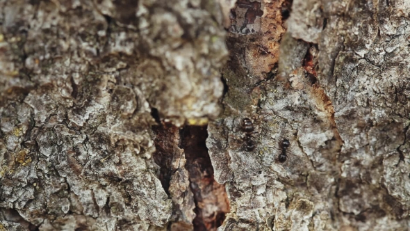 Ants On Tree Bark In Forest