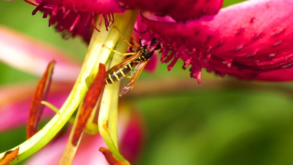 Wasp On a Flower Lily