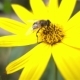 Close Bee On Yellow Flowers  - VideoHive Item for Sale