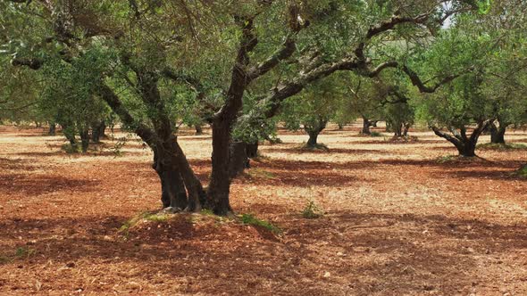 Olive Trees (Olea Europaea) in Crete, Greece for Olive Oil Production.