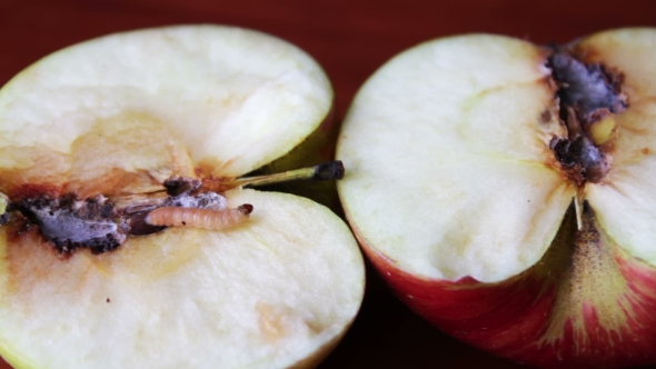 Worm Crawls Out of the Tainted Apple