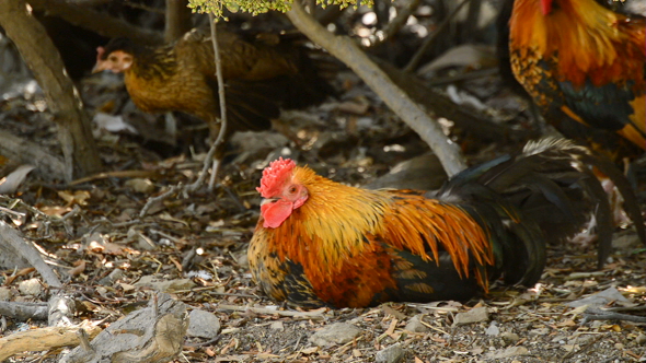 Rooster with Red Crest