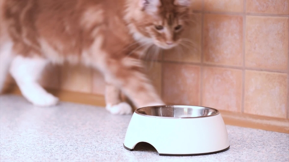 Maine Coon Cat Eating