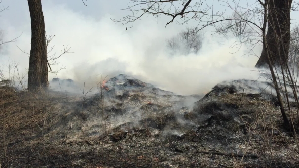 Fire in the Woods With a Strong Smoke