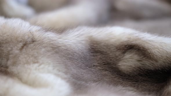 Luxurious Mink Fur Texture Closeup Background
