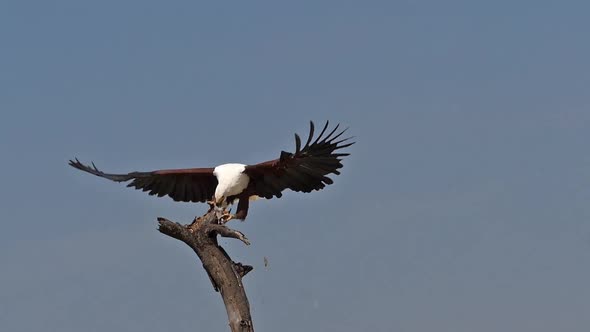 African Fish-Eagle, haliaeetus vocifer, Adult in flight, Fish in Claws, Fishing at Baringo Lake