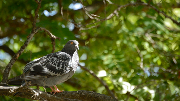 Pigeon Perched on a Tree Branch