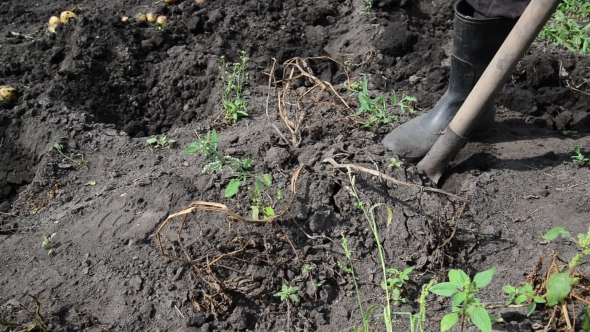 Man Digs Up Potatoes Out Of The Ground With a Shovel