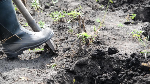 Man Digs Up Potatoes Out Of The Ground With a Shovel