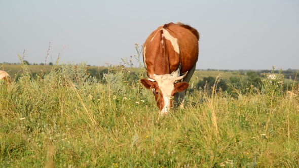 Ginger Mottled Cow Eating Grass On Glade