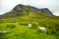 sheep grazing in the amazing landscapeof Scotland, under huge mountain - PhotoDune Item for Sale