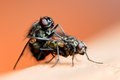two flies enjoying some good sex - PhotoDune Item for Sale