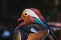Mandarine duck - PhotoDune Item for Sale