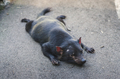 Tasmanian Devil - PhotoDune Item for Sale