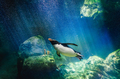 Penguin diving - PhotoDune Item for Sale