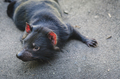 Tasmanian Devil - PhotoDune Item for Sale