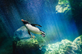 Penguin diving - PhotoDune Item for Sale
