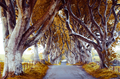 majestic tree alley - PhotoDune Item for Sale