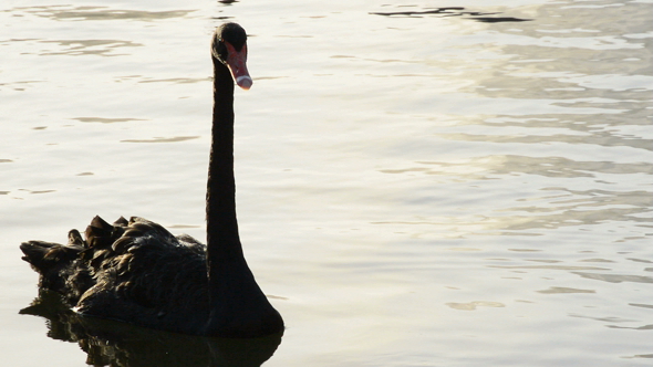 Black swan Swimming in a Lake